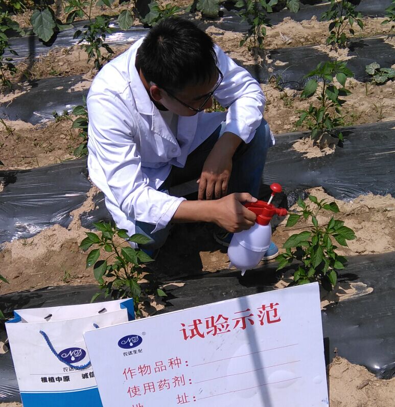 Pharmacodynamic Test of 4% Gibberellic Acid EC on Pepper(圖（tú）1)