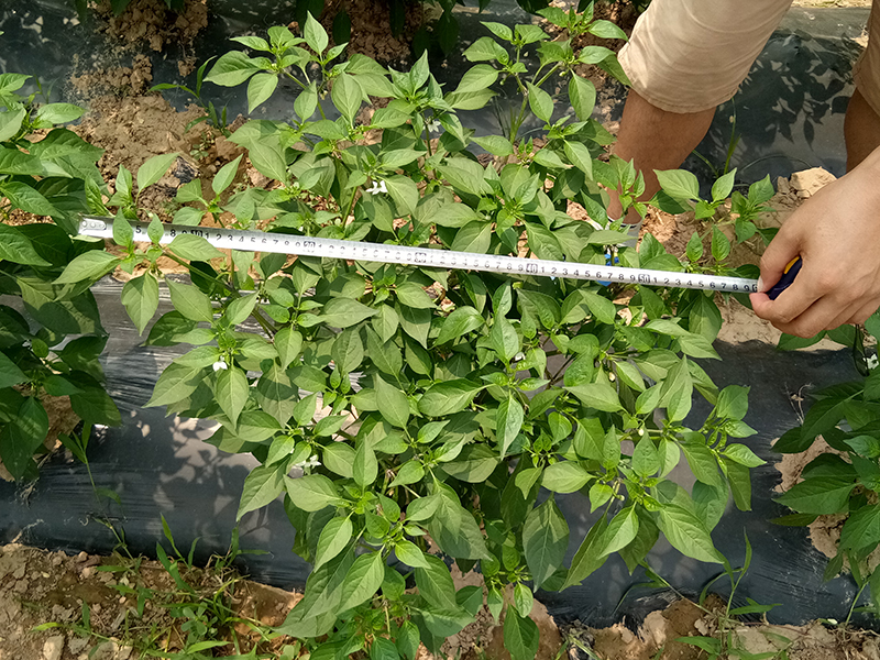 Pharmacodynamic Test of 4% Gibberellic Acid EC on Pepper(圖3)