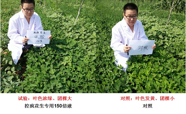 Test Report on Peanut Specialized Products for "Crazy Control"(圖（tú）2)