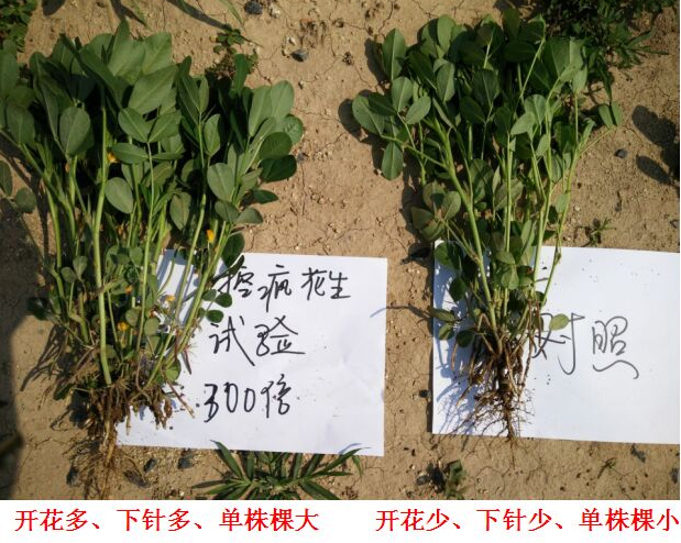 Test Report on Peanut Specialized Products for "Crazy Control"(圖3)
