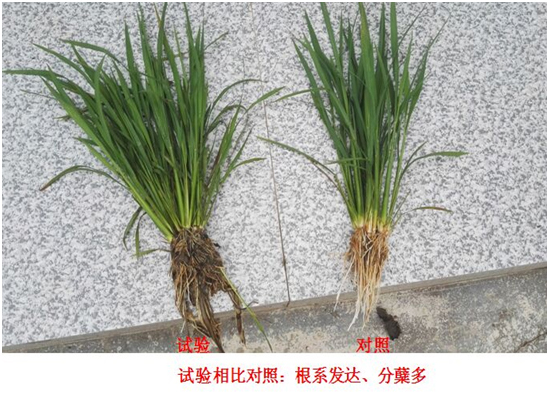 [Experiments and Demonstration] Special Rice Products for Crazy Control(圖（tú）1)