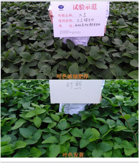 [Experiments and demonstrations] Soybean is short and harvested more(圖（tú）1)