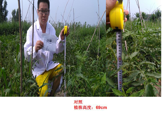 Test Report of Root Force Buchong Fertilization on Tomatoes(圖1)