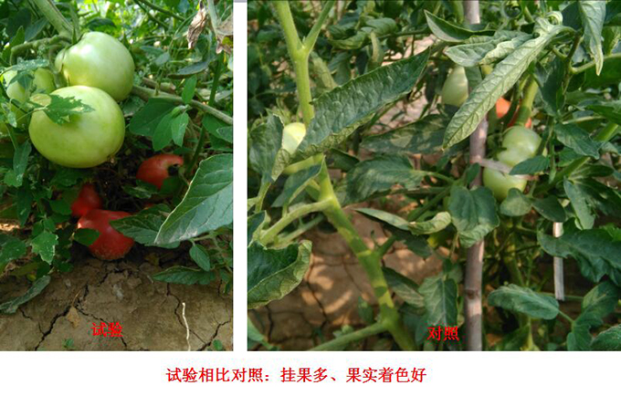Test Report of Root Force Buchong Fertilization on Tomatoes(圖3)