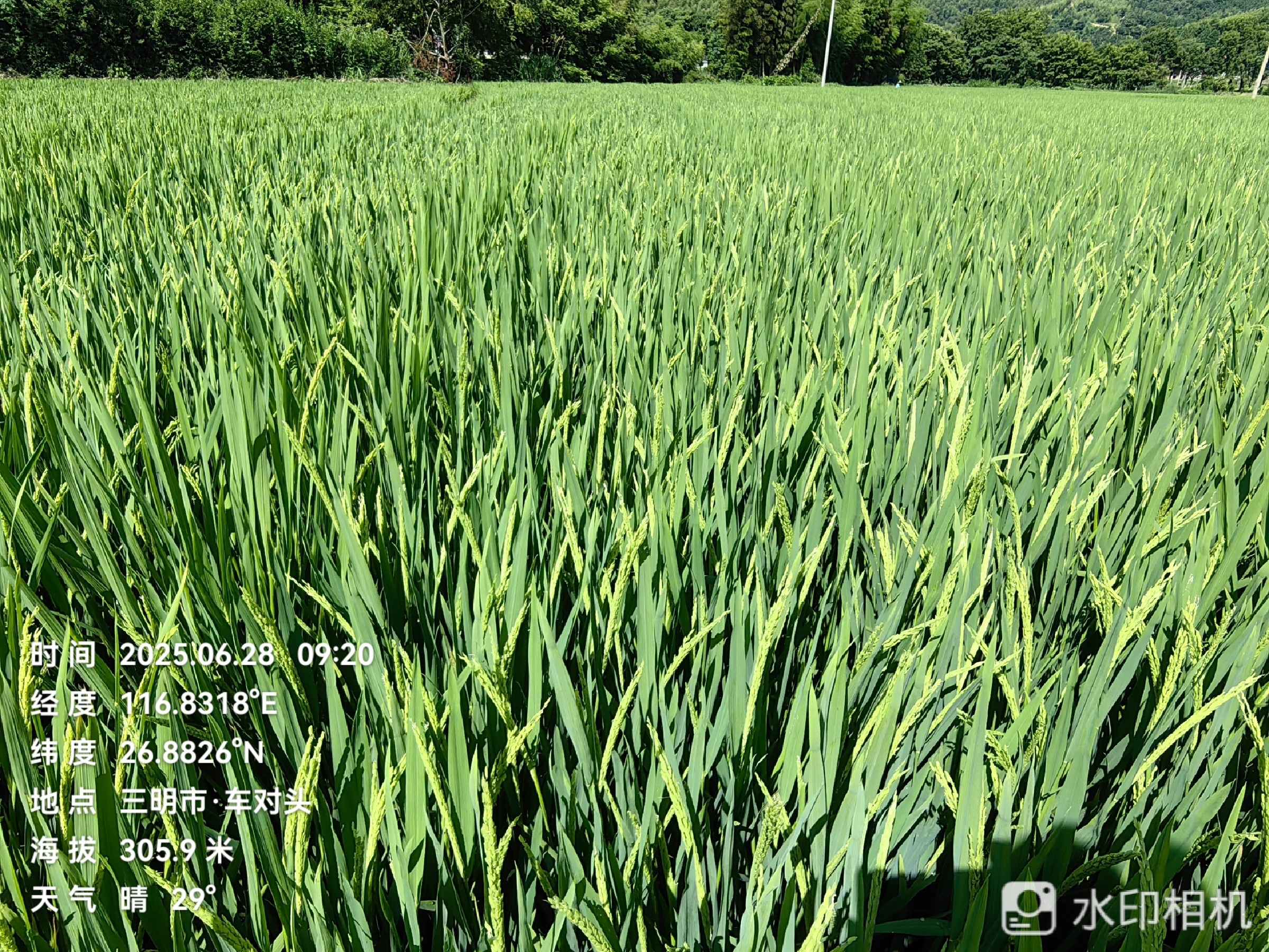 聚焦水稻製種未（wèi）來，農達赤（chì）黴（méi）酸賦能水稻製種!(圖3)