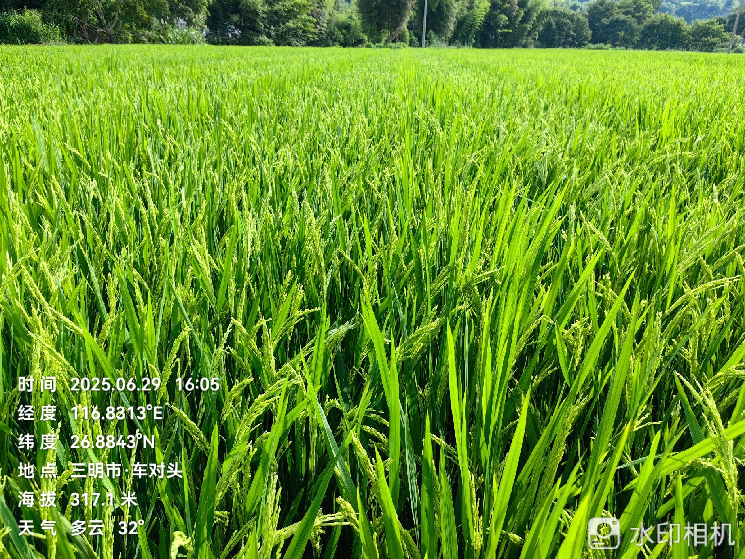 聚焦水稻（dào）製種未來，農達赤（chì）黴酸賦能水稻製種!(圖4)