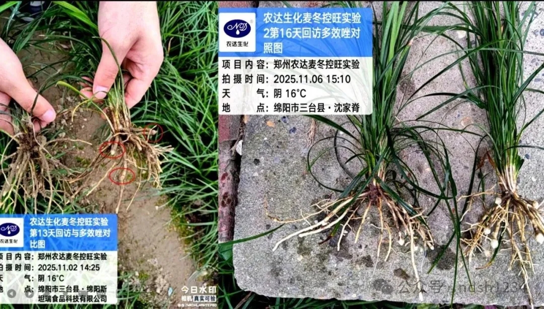 藥典新規要(yào)檢多效唑?別慌!農達“矮天下”助您控旺又增產!(圖2) 藥典新規要檢多效唑(zuò)?別慌!農達“矮天下”助您控旺(wàng)又增(zēng)產!(圖2)