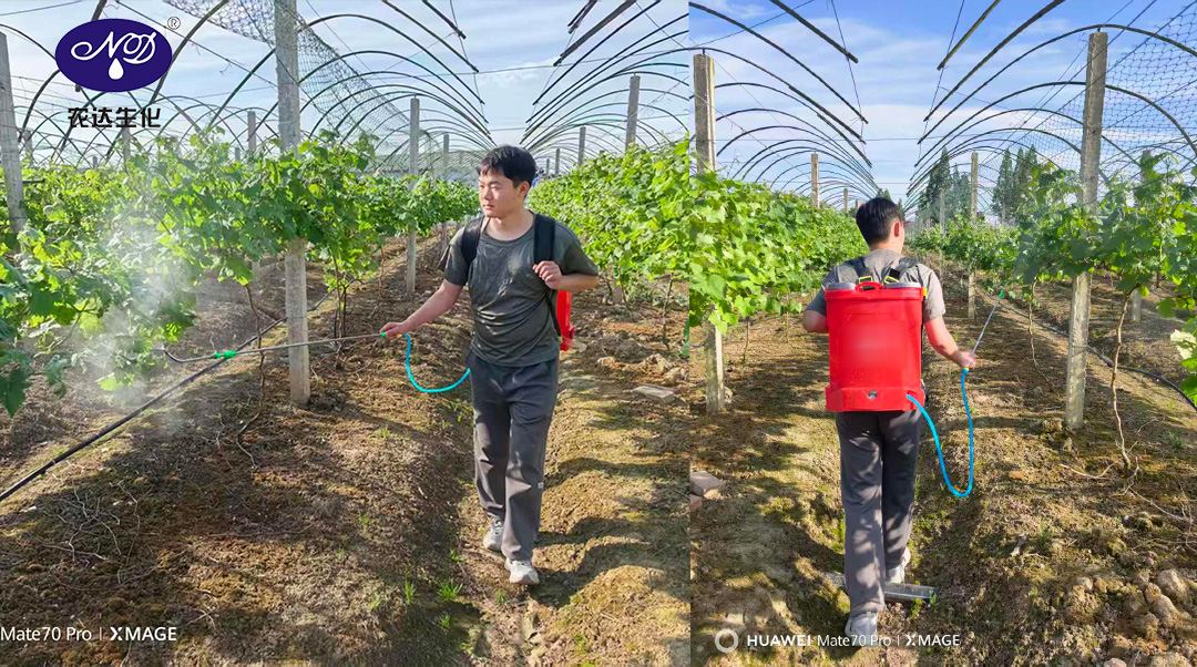 不用費（fèi）勁疏果！葡萄種植大戶（hù）都（dōu）在用的拉穗塑型產品（pǐn）！(圖3)