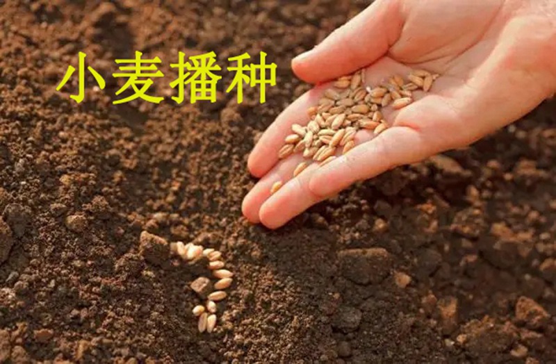 植保知識——冬小麥播種五大關鍵技術(圖1) 植保知識(shí)——冬小麥播(bō)種五大關鍵技術(圖1)