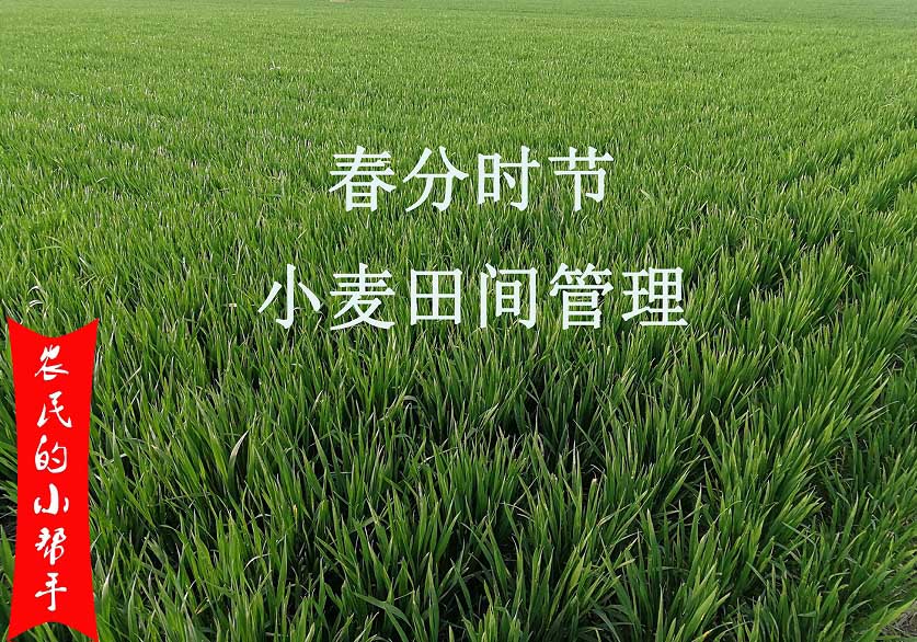 4月份小(xiǎo)麥田間管理要點(圖(tú)1) 4月份小麥田間管(guǎn)理要(yào)點(圖1)