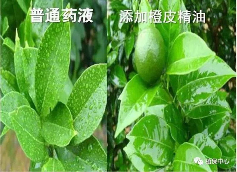 農藥成(chéng)分和含量一模一(yī)樣,為啥效果差別那麽大?(圖3) 農藥成分(fèn)和含量一模(mó)一樣,為啥效果差別那麽大(dà)?(圖3)