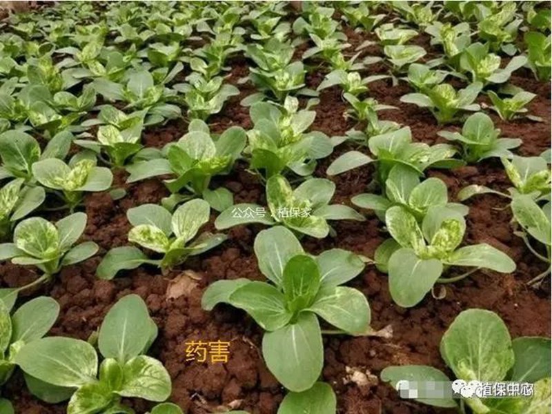 農藥成分和(hé)含量(liàng)一模一樣,為啥效果差別那麽大(dà)?(圖(tú)4) 農藥成分和含(hán)量一模一樣,為啥效果差別(bié)那麽大?(圖4)
